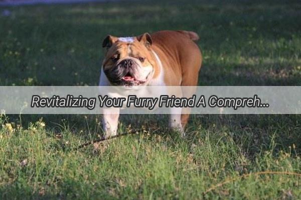 Revitalizing Your Furry Friend A Comprehensive Guide to Cleansing Your Dogs Ovarian Function